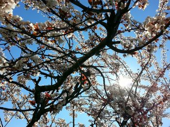 Low angle view of fresh tree against sky