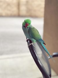 Close-up of parrot perching on leaf