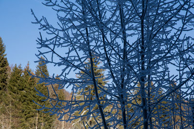 Low angle view of bare trees against blue sky