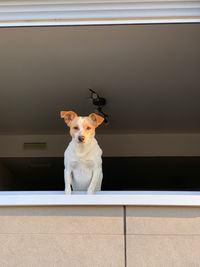 Portrait of dog standing against wall