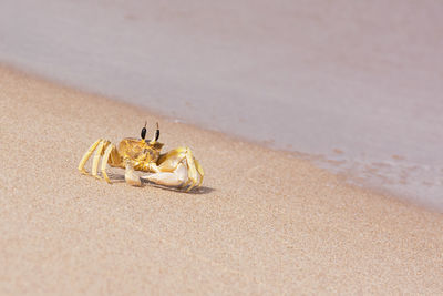 Close-up of crab at beach