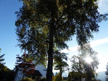 Low angle view of trees against sky