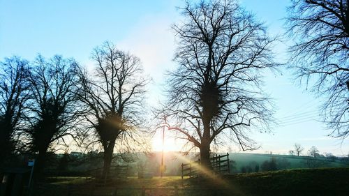 Silhouette of trees at sunset
