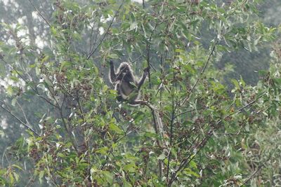 Low angle view of bird perching on tree