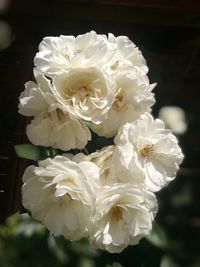 Close-up of white rose
