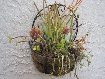 Close-up of potted plant