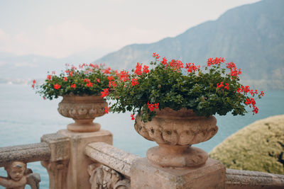 Close-up of flowers on railing against sky