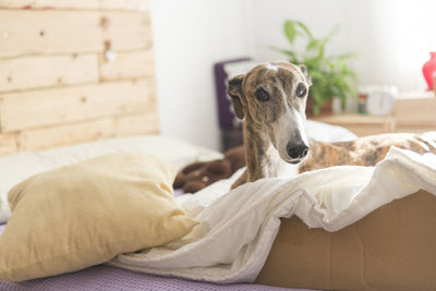 Dog lying on bed at home