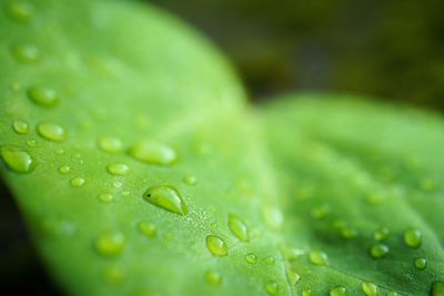 Close-up of raindrops on leaf