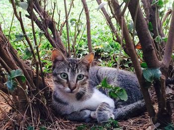 Portrait of cat