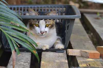 Portrait of cat relaxing on wood