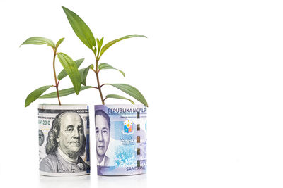 Close-up of green plant against white background