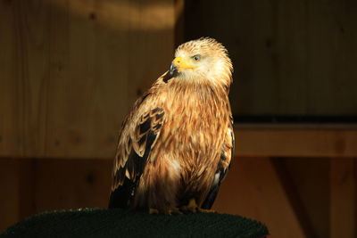 Close-up portrait of owl perching