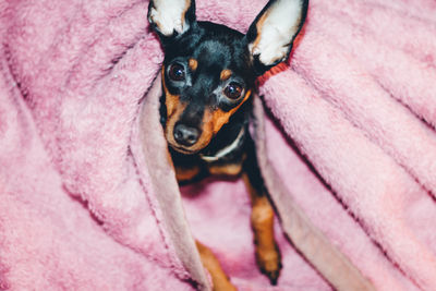 Close-up portrait of dog lying on pink blanket