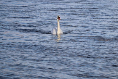 Swan swimming in lake