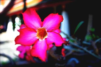 Close-up of pink flowers