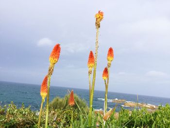 Close-up of plant growing on field against sky