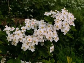 Close-up of white flowering plants