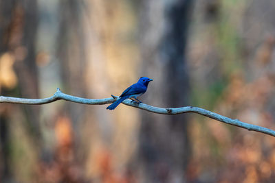 Close-up of bird perching on branch