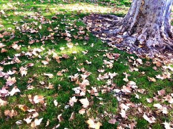 High angle view of leaves on field during autumn