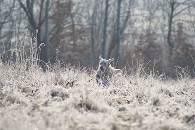 Dog running in grass