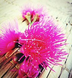 Close-up of pink flowers blooming outdoors