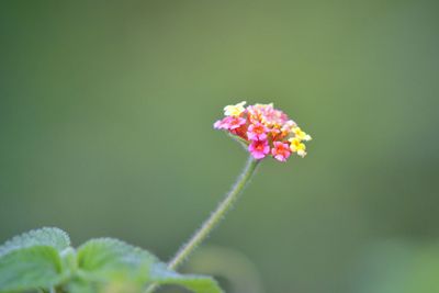 Close-up of pink flowers