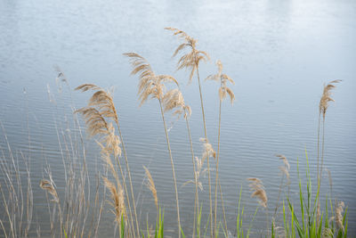 High angle view of dry grass on lake