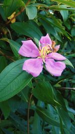 Close-up of pink flowering plant