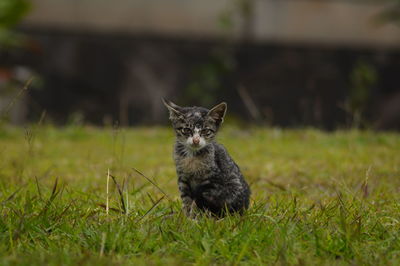 Portrait of cat sitting on grass