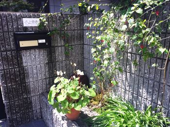 View of potted plants