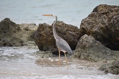 View of bird perching on rock