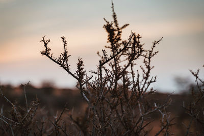 Close-up of dead plant on field against sky