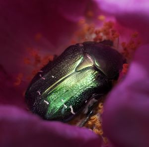 Close-up of a turtle in sea