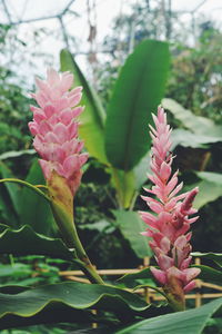 Close-up of pink flowers