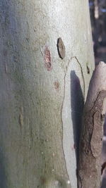 Close-up of lizard on tree trunk