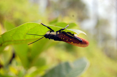 Close-up of insect