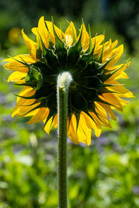 Close-up of yellow flowering plant
