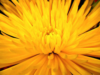 Close-up of yellow flower