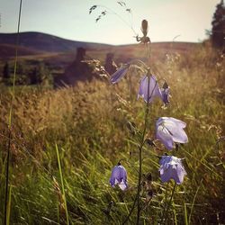 Close up of purple flowers blooming in field