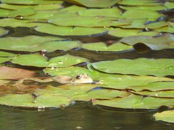 Close-up of snake on water in pond