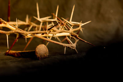 Close-up of fruits on tree at night