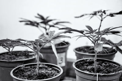 Close-up of potted plants