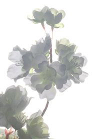 Close-up of flowers over white background