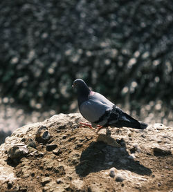 Close-up of bird perching on rock