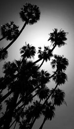 Low angle view of trees against sky