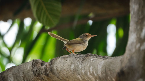 Bird perching on a tree