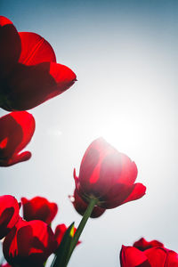 Low angle view of red tulips under blue sky with backlit.