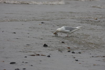 Seagulls on beach