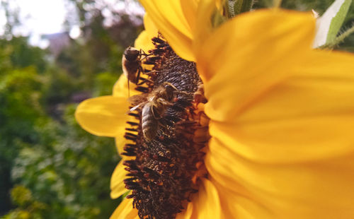 Close-up of sunflower